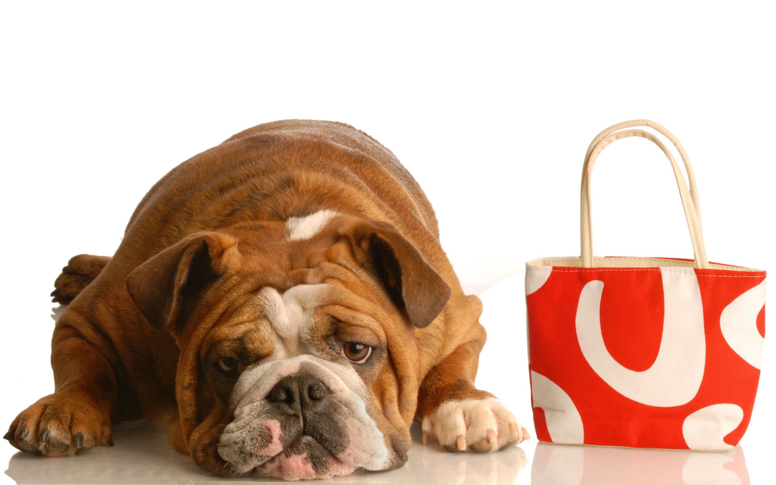 Gift Shopping for Dog Owners and Their Dogs? Surprise Them With These Gifts